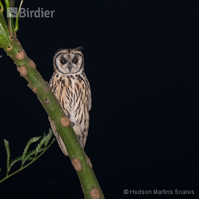 Aves do Sudeste