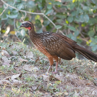 Aves de Poconé MT