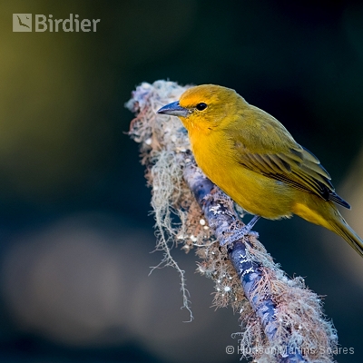 Aves de Urupema SP