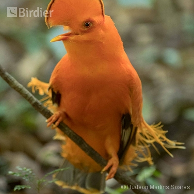 Aves de Presidente Figueiredo AM