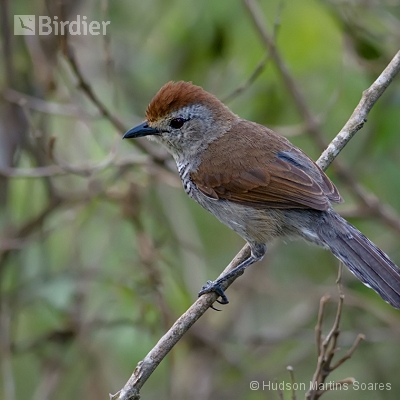 Aves de Areias SP