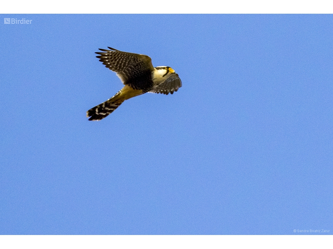Falco femoralis