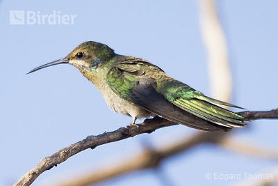 Colibri serrirostris
