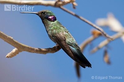 Colibri serrirostris