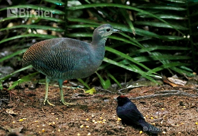 Crypturellus noctivagus