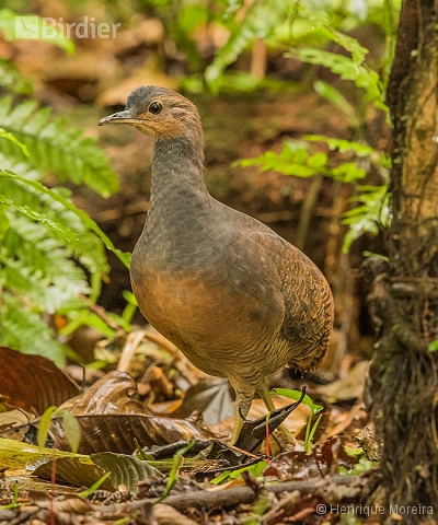 Crypturellus noctivagus