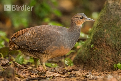 Crypturellus noctivagus