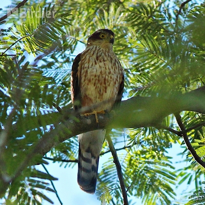 Aves de Angra dos Reis-RJ