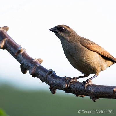 Aves alagoanas