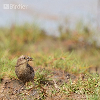 aves do pampa