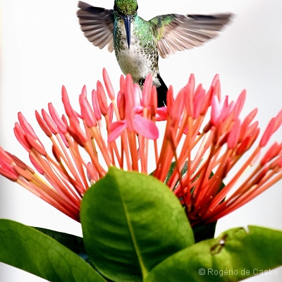 Beija-flores
