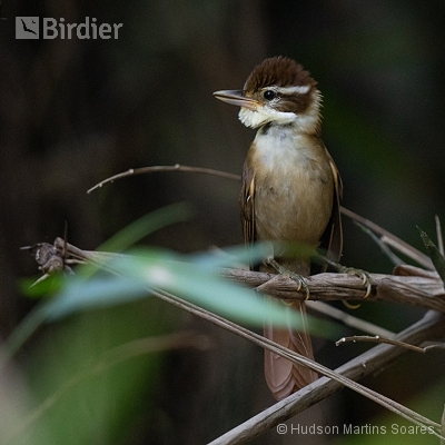 Aves do Sudeste