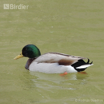 Aves da França