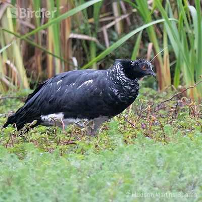 Aves do Parque Estadual  Intervales