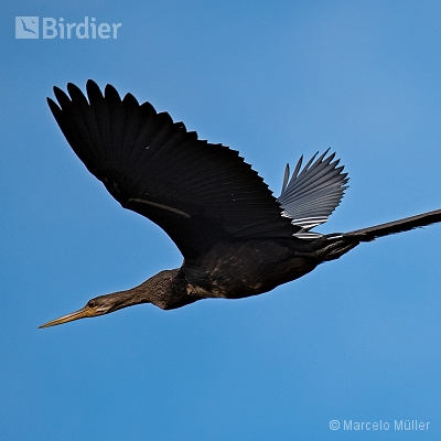 Waterfowl
