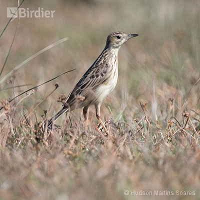 Aves do Sudeste