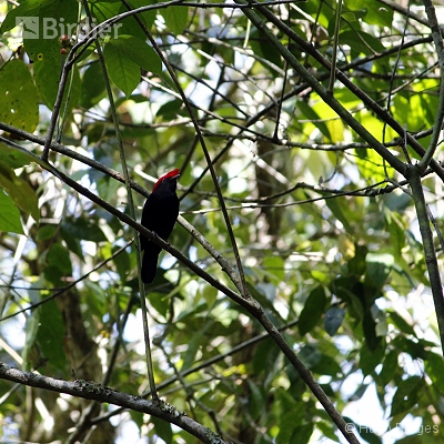 Birds of Canastra