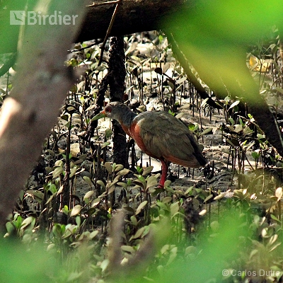 Aves de Angra dos Reis-RJ