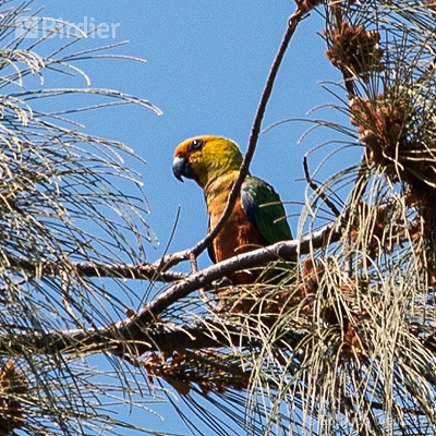 Aves Sergipanas
