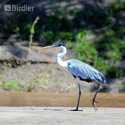 Aves do Mato Grosso do Sul
