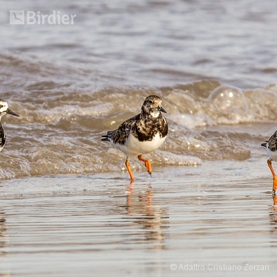 Minhas aves aquáticas