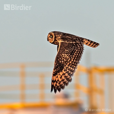 Owl