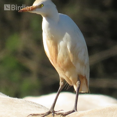 Aves da Fazenda Coqueiros