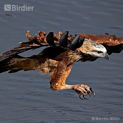 Birds of Prey