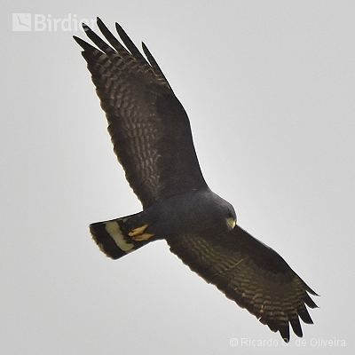 Accipitridae - Falconidae