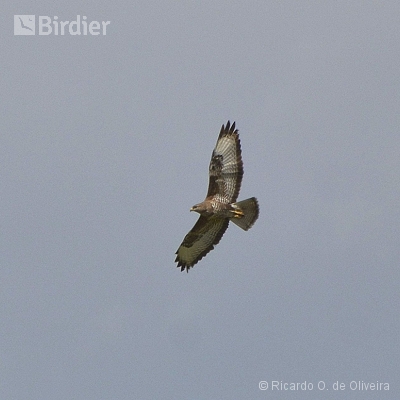 Accipitridae - Falconidae
