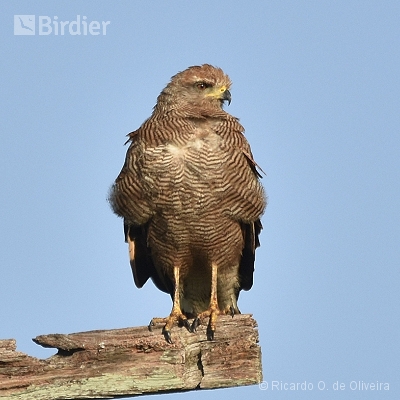 Accipitridae - Falconidae