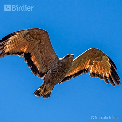 Birds of Prey