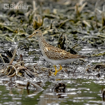 Aves da Costa do Sol