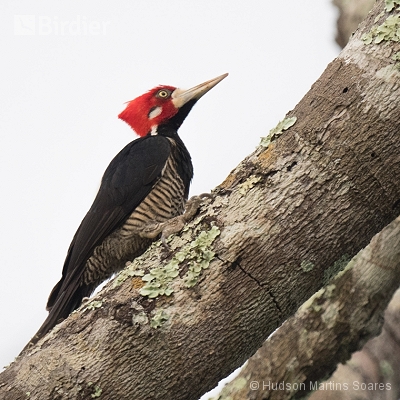 Aves de Barra do Bugres MT
