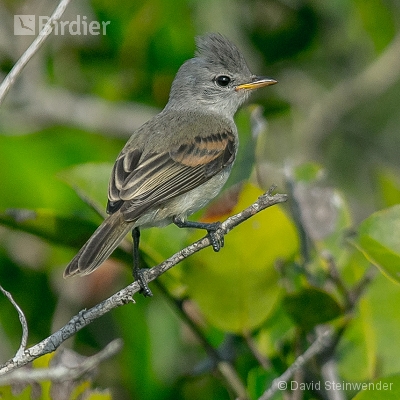 Aves da Costa do Sol