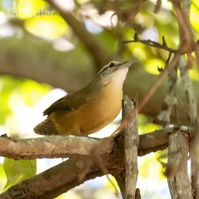 Aves Tocantinenses