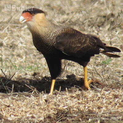 Aves da Fazenda Coqueiros