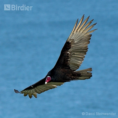 Aves da Costa do Sol