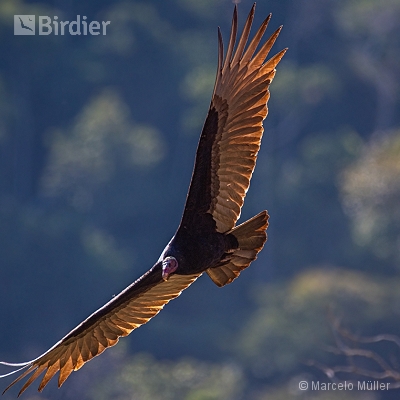 Vultures