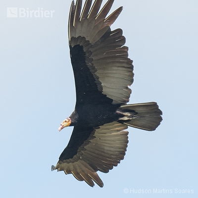 Aves de Barra do Bugres MT
