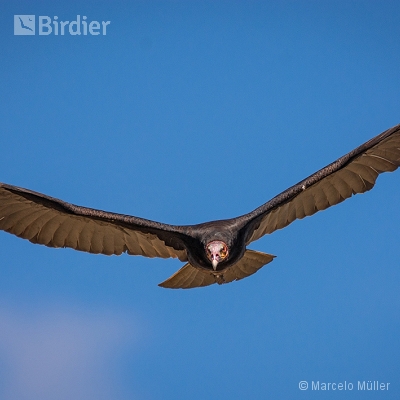 Vultures
