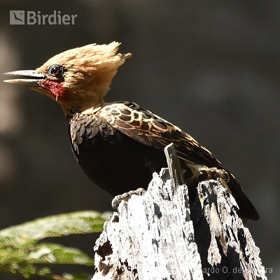 Picidae