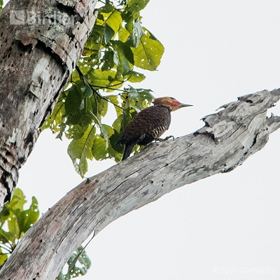 Birding Tour Cabrucas