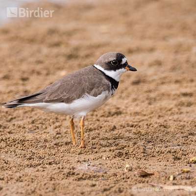 Aves de Maceió