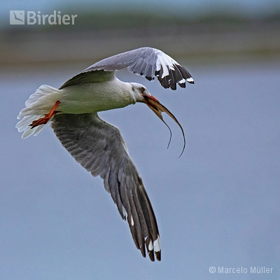 Flying birds