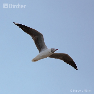 Flying birds
