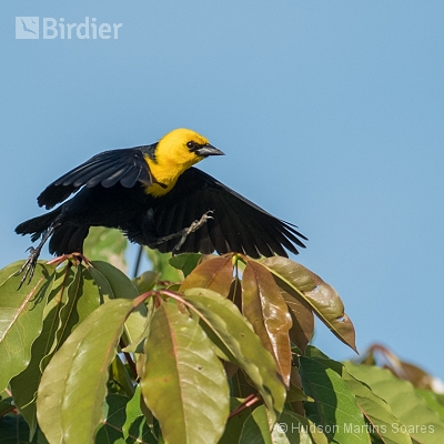 Aves de Manaus Am