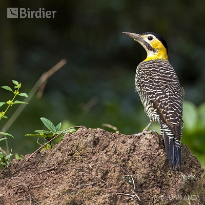 Aves do Rio Grande do Sul