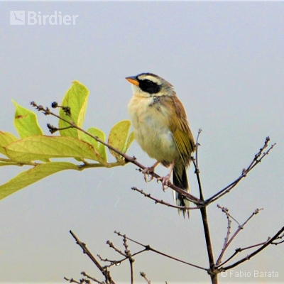 Expedições Birdier pelo Brasil.