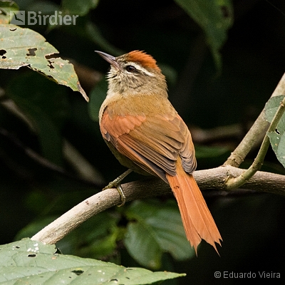 Aves capixabas